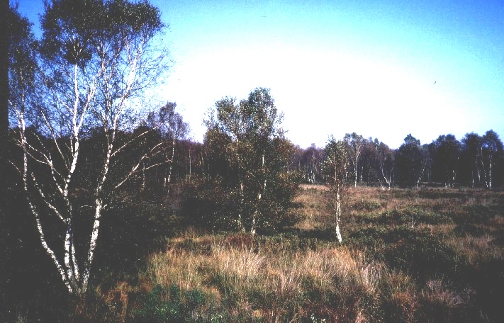 Naturschutzgebiet Herrenmoor bei Kleve
